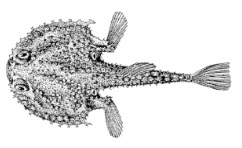 Dibranchus atlanticus_claves.jpg